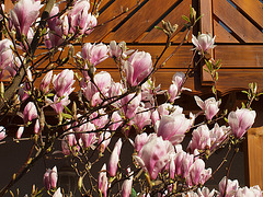 Tulpen-Magnolien