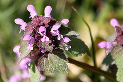 20100415 2088Aw [D~LIP] Rote Taubnessel (Lamium purpureum), UWZ, Bad Salzuflen