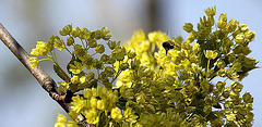 20100415 2102Aw [D~LIP] Spitz-Ahorn, Honigbiene, Bad Salzuflen