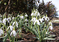 20100318 1676Ww Schneeglöckchen