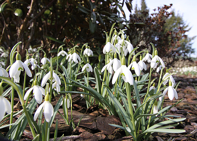 20100318 1676Ww Schneeglöckchen