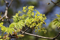 20100415 2157Aw [D~LIP] Feld-Ahorn, Honigbiene, Bad Salzuflen