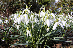 20100318 1677Ww [D~LIP] Schneeglöckchen (Galanthus nivalis), Bad Salzuflen-Wüsten