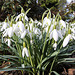 20100318 1677Ww [D~LIP] Schneeglöckchen (Galanthus nivalis), Bad Salzuflen-Wüsten