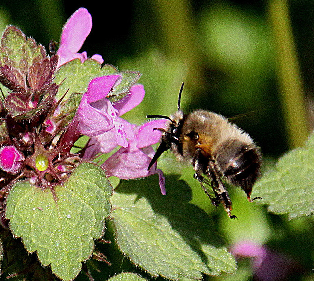 20100415 2192Aw [D~LIP] Gemeine Pelzbiene (Anthophora plumipes), Rote Taubnessel, UWZ, Bad Salzuflen