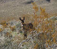 Burro in Butte Valley (5013)