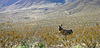 Burro in Butte Valley (5016)