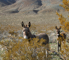 Burros in Butte Valley (5012)