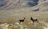 Burros in Butte Valley (5014)