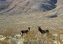 Burros in Butte Valley (5015)