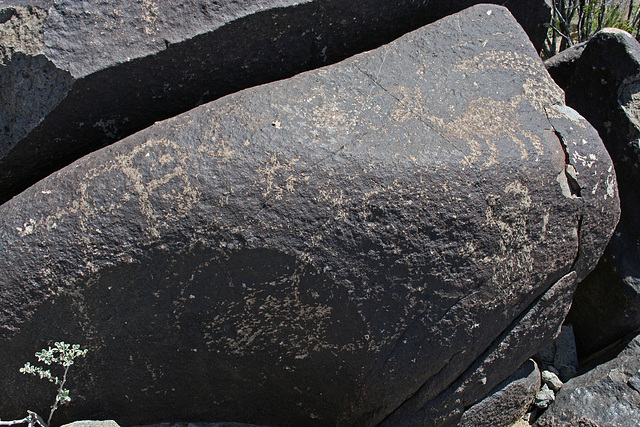 Three Rivers Petroglyphs (5847)