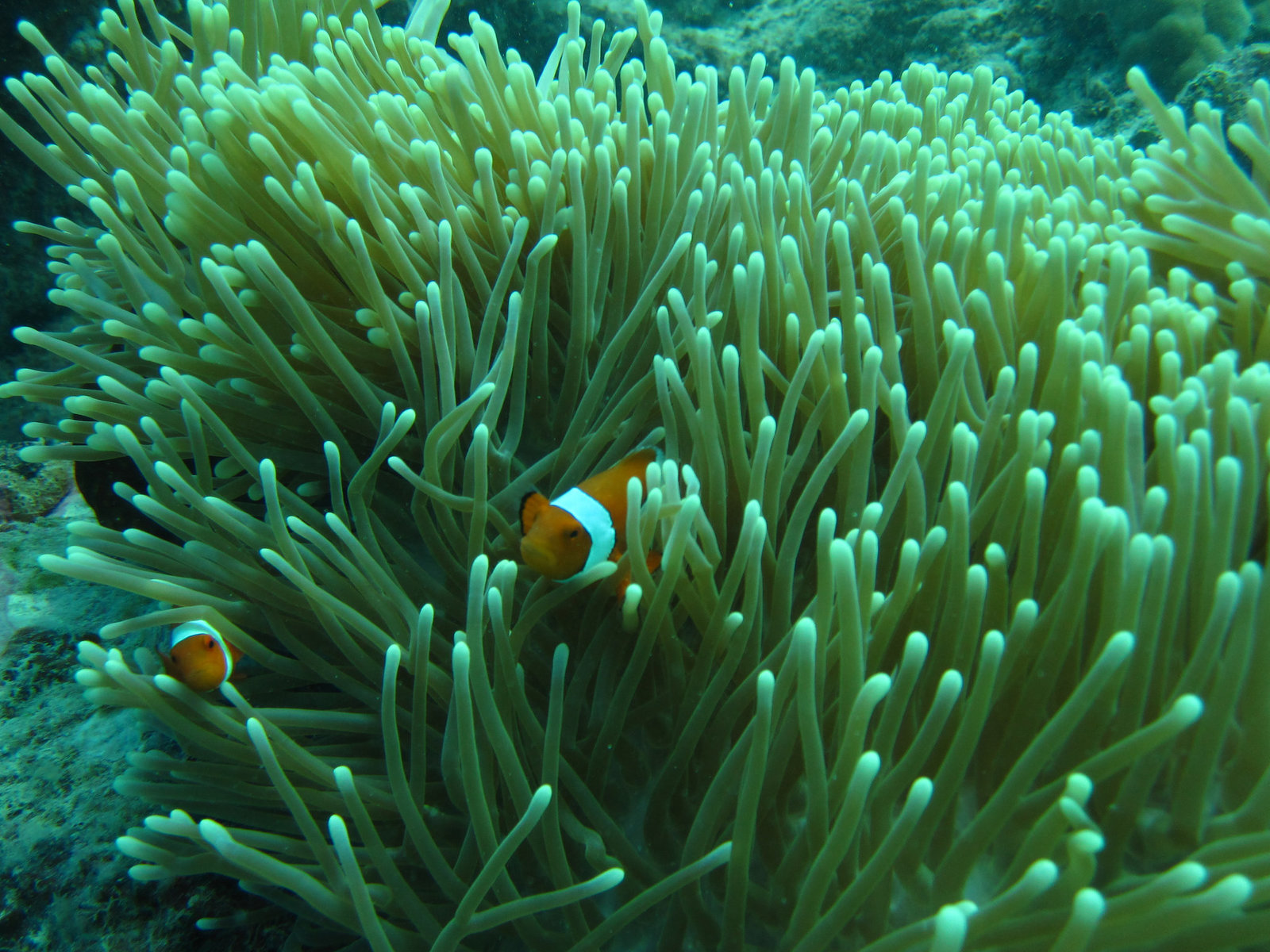 Clown fish hiding in an anemone.