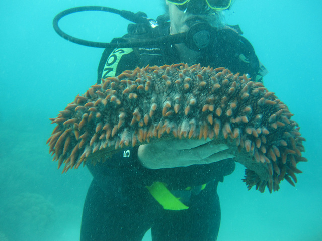 A sea cucumber ?