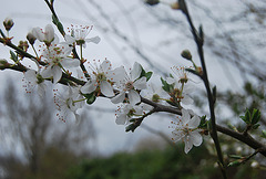 fleurs de prunier