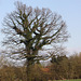 20100415 2224Aw [D~HF] Efau hat Baum im Griff