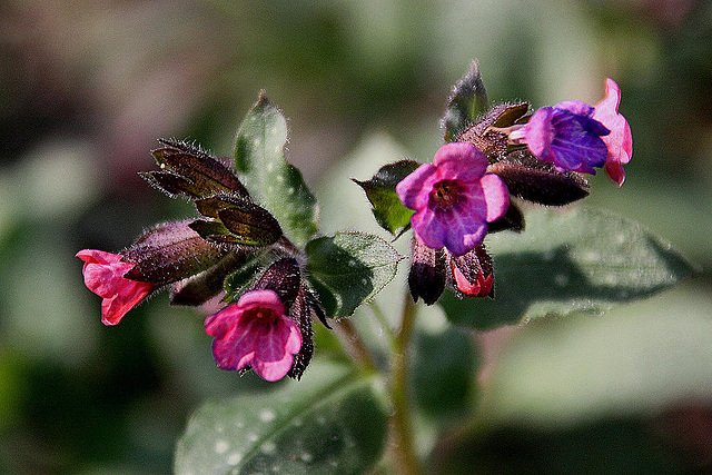 20100415 2219Aw [D~LIP] Lungenkraut (Pulmonaria officinale), UWZ, Bad Salzuflen