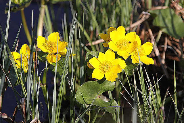 20100415 2213Aw [D~LIP] Sumpf-Dotterblume (Caltha palustris), Biotop, UWZ, Bad Salzuflen