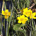 20100415 2213Aw [D~LIP] Sumpf-Dotterblume (Caltha palustris), Biotop, UWZ, Bad Salzuflen