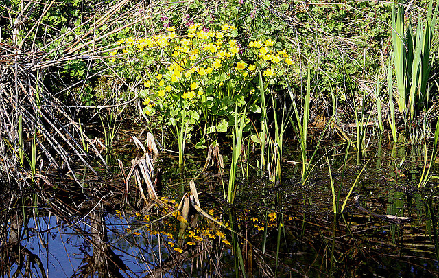 20100415 2212Aw [D~LIP] Sumpf-Dotterblume (Calta palustris), UWZ, Bad Salzuflen