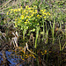 20100415 2212Aw [D~LIP] Sumpf-Dotterblume (Calta palustris), UWZ, Bad Salzuflen
