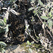 20100415 2209Aw [D~LIP] Stockente [w] (brütend) im Garten-Salbei (Salvia officinalis), UWZ, Bad Salzuflen