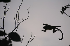 Leaping Capped Langur
