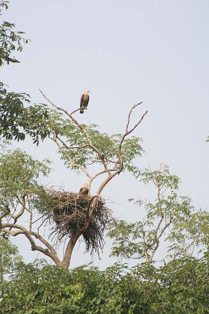 African Fish Eagles' nest