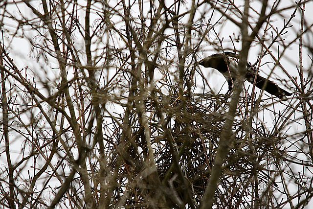 20100315 1535Tw [D~LIP] Elster beim Nestbau, Bad Salzuflen