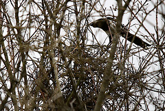 20100315 1535Tw [D~LIP] Elster beim Nestbau, Bad Salzuflen