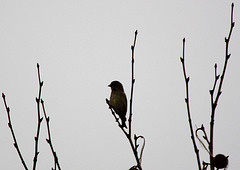 20100315 1556Tw [D~LIP] Vogel, Bad Salzuflen