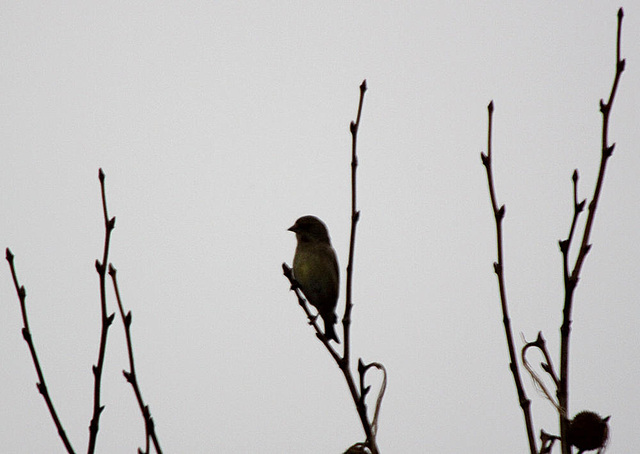 20100315 1556Tw [D~LIP] Vogel, Bad Salzuflen