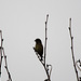 20100315 1556Tw [D~LIP] Vogel, Bad Salzuflen