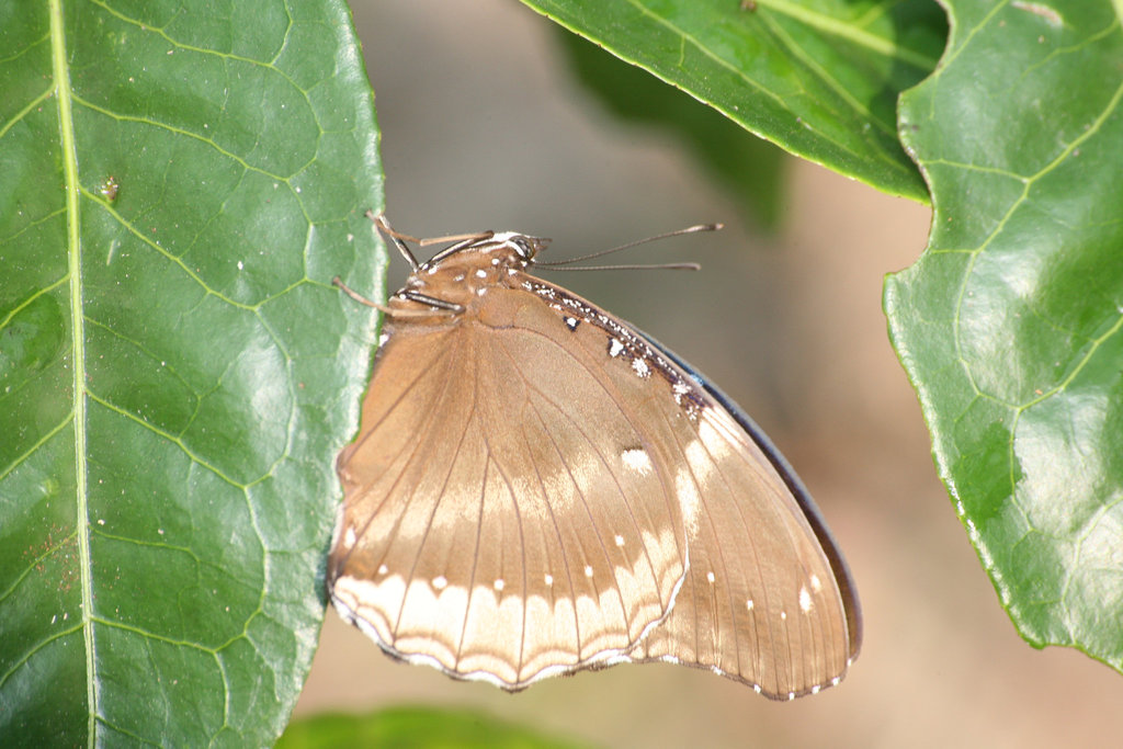 Great Eggfly butterfly - underside