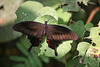 Red Helen butterfly