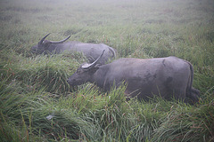 Wild Buffalo - Kaziranga