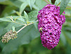 20090715 04524DSCw [D~LIP] Mistbiene, Schmetterlingsstrauch (Buddleja davidii 'Royal Red'), Bad Salzuflen