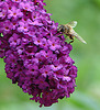 20090715 04525DSCw [D~LIP] Mistbiene, Schmetterlingsstrauch (Buddleja davidii 'Royal Red'), Bad Salzuflen