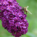 20090715 04525DSCw [D~LIP] Mistbiene, Schmetterlingsstrauch (Buddleja davidii 'Royal Red'), Bad Salzuflen
