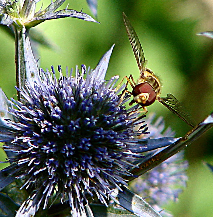 20090715 04528DSCw [D~LIP] Hain-Schwebfliege (Episyrphus balteatus), Flachblättriger Mannstreu (Eryngium planum), Bad Salzuflen