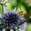 20090715 04528DSCw [D~LIP] Hain-Schwebfliege (Episyrphus balteatus), Flachblättriger Mannstreu (Eryngium planum), Bad Salzuflen