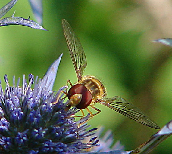 20090715 04529DSCw [D~LIP] Hain-Schwebfliege (Episyrphus balteatus), Flachblättriger Mannstreu (Eryngium planum), Bad Salzuflen