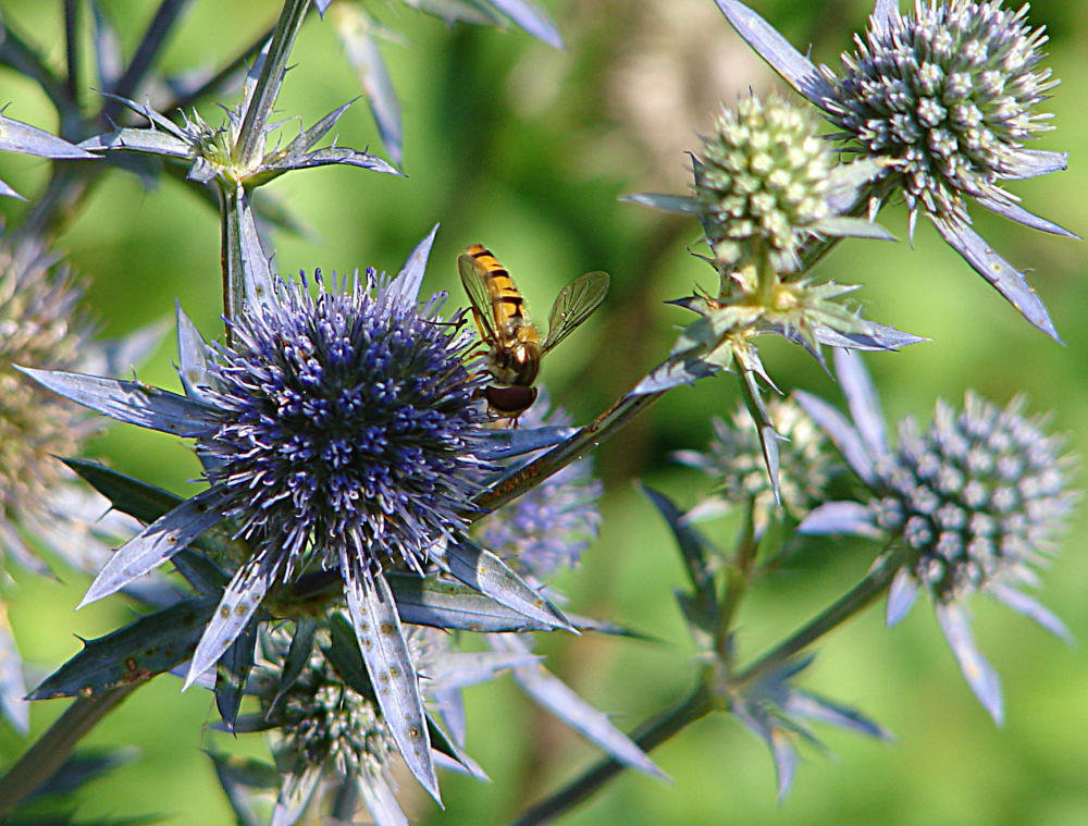 20090715 04530DSCw [D~LIP] Hain-Schwebfliege (Episyrphus balteatus), Flachblättriger Mannstreu (Eryngium planum), Bad Salzuflen