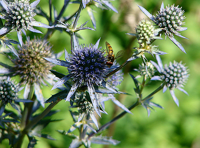 20090715 04531DSCw [D~LIP] Hain-Schwebfliege (Episyrphus balteatus), Edeldistel (Eryngium planum), Bad Salzuflen