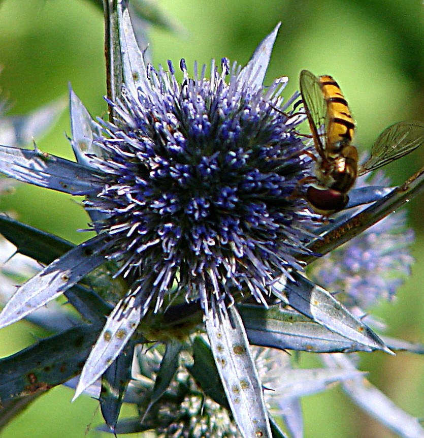 20090715 04532DSCw [D~LIP] Hain-Schwebfliege (Episyrphus balteatus), Flachblättriger Mannstreu (Eryngium planum), Bad Salzuflen