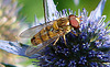 20090715 04537DSCw [D~LIP] Hain-Schwebfliege (Episyrphus balteatus), Flachblättriger Mannstreu (Eryngium planum), Bad Salzuflen
