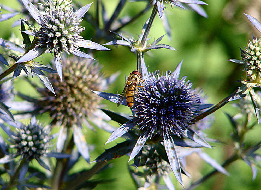 20090715 4539DSCw [D~LIP] Hain-Schwebfliege (Episyrphus balteatus), Edeldistel (Eryngium planum), Bad Salzuflen