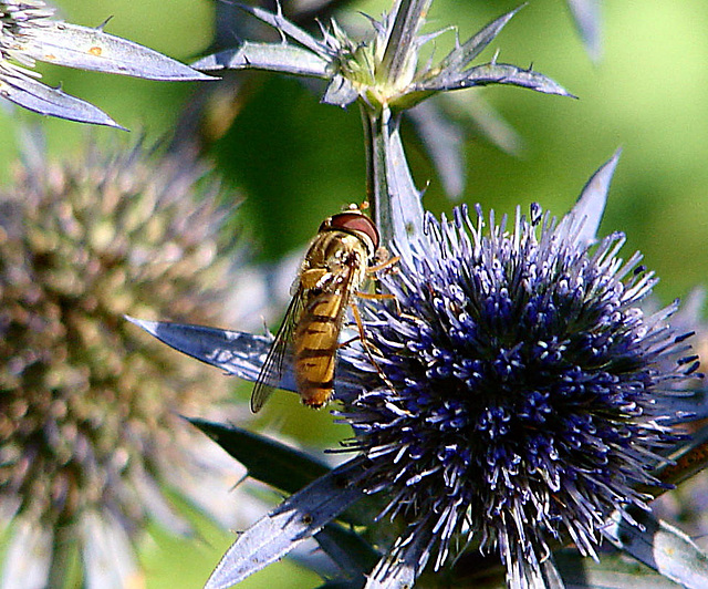 20090715 04541DSCw [D~LIP] Hain-Schwebfliege (Episyrphus balteatus), Edeldistel (Eryngium planum), Bad Salzuflen