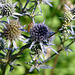 20090715 04543DSCw [D~LIP] Hain-Schwebfliege (Episyrphus balteatus), Edeldistel (Eryngium planum), Bad Salzuflen