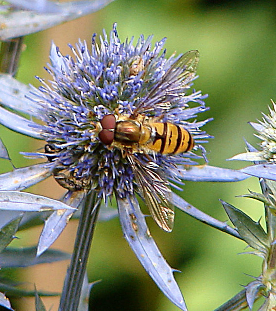 20090715 04545DSCw [D~LIP] Hain-Schwebfliege (Episyrphus balteatus), Edeldistel (Eryngium planum), Bad Salzuflen