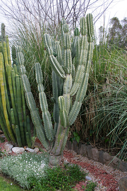 L.A. Garden Tour (6669)